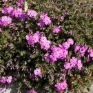 100 Seeds Red Admiral Phlox Seeds For Garden Planting Easy to Grow