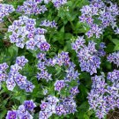 100 Seeds Sugar Stars Phlox Seeds For Garden Planting Easy to Grow