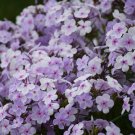 100 Seeds Opening Act Pinkadot Phlox Seeds For Garden Easy to Grow