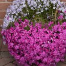 100 Seeds Kellys Eye Phlox Seeds For Garden Planting Easy to Grow