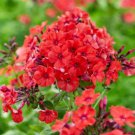100 Seeds Red Volcano Phlox Seeds For Garden Planting Easy to Grow