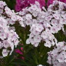 100 Seeds Party Girl Phlox Seeds For Garden Planting Easy to Grow