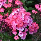 100 Seeds Glamour Girl Phlox Seeds For Garden Planting Easy to Grow