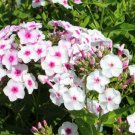 100 Seeds Omega Phlox Seeds For Garden Planting Easy to Grow