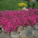 100 Seeds Scarlet Flame Creeping Phlox Seeds For Garden Easy to Grow