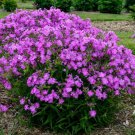 100 Seeds Opening Act Romance Phlox Seeds For Garden Planting Easy to Grow
