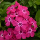 100 Seeds Gisele Hot Pink Phlox Seeds For Garden Planting Easy to Grow