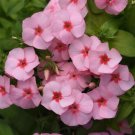 100 Seeds Gisele Light Pink Phlox Seeds For Garden Planting Easy to Grow