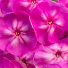 100 Seeds The King Phlox Seeds For Garden Planting Easy to Grow