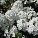 100 Seeds Gisele White Phlox Seeds For Garden Planting Easy to Grow