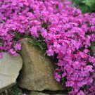 100 Seeds Mcdaniels Chion Phlox Seeds For Garden Planting Easy to Grow
