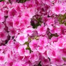 100 Seeds Monica Lyndenbell Phlox Seeds For Garden Planting Easy to Grow