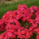 100 Seeds Sunset Coral Phlox Seeds For Garden Planting Easy to Grow