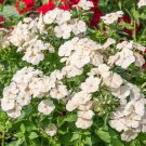 100 Seeds Isabellina Phlox Seeds For Garden Planting Easy to Grow