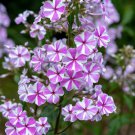 100 Seeds Natascha Phlox Seeds For Garden Planting Easy to Grow