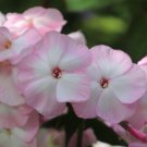 100 Seeds Mother Of Pearl Phlox Seeds For Garden Planting Easy to Grow