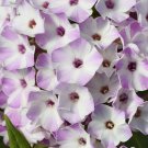 100 Seeds Lilac Star Phlox Seeds For Garden Planting Easy to Grow