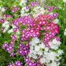 100 Seeds Twinkle Tall Mix Phlox Seeds For Garden Planting Easy to Grow
