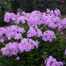 100 Seeds Uptown Girl Phlox Seeds For Garden Planting Easy to Grow