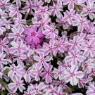 100 Seeds Candy Stripe Phlox Seeds For Garden Planting Easy to Grow