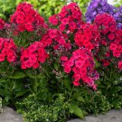 100 Seeds Red Riding Hood Phlox Seeds For Garden Planting Easy to Grow