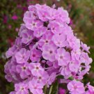 100 Seeds Visions Phlox Seeds For Garden Planting Easy to Grow