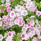 100 Seeds Blhing Bride Phlox Seeds For Garden Planting Easy to Grow