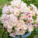 100 Seeds Creme Brulee Phlox Seeds For Garden Planting Easy to Grow