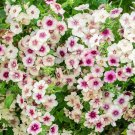 100 Seeds Cherry Caramel Phlox Seeds For Garden Planting Easy to Grow