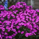 100 Seeds Cloudburst Phlox Seeds For Garden Planting Easy to Grow