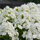 100 Seeds Backlight Phlox Seeds For Garden Planting Easy to Grow
