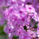 100 Seeds Alpha Phlox Seeds For Garden Planting Easy to Grow