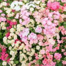 100 Seeds Phlox Of Sheep Phlox Seeds For Garden Planting Easy to Grow