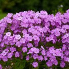 100 Seeds Fashionably Early Princess Phlox Seeds For Garden Easy to Grow
