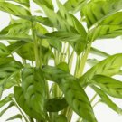 25 Seeds Bachemiana Calathea Seeds For Garden Planting Easy to Grow