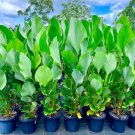 25 Seeds Cigar Calathea Seeds For Garden Planting Easy to Grow