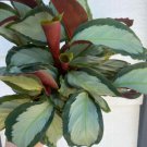 25 Seeds Corona Calathea Seeds For Garden Planting Easy to Grow