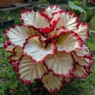 25 Seeds Crimson Burst Calathea Seeds For Garden Planting Easy to Grow