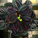 25 Seeds Dottie Calathea Seeds For Garden Planting Easy to Grow