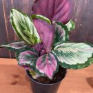 25 Seeds Eclipse Calathea Seeds For Garden Planting Easy to Grow