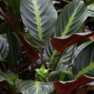 25 Seeds Ecuadoriana Calathea Seeds For Garden Planting Easy to Grow