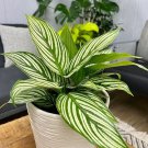 25 Seeds Elliptica Calathea Seeds For Garden Planting Easy to Grow