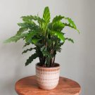 25 Seeds Furry Feather Calathea Seeds For Garden Planting Easy to Grow