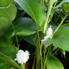 25 Seeds Ice Blue Calathea Seeds For Garden Planting Easy to Grow