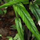 25 Seeds Lasiostachya Calathea Seeds For Garden Planting Easy to Grow