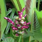 25 Seeds Latifolia Calathea Seeds For Garden Planting Easy to Grow