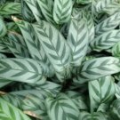 25 Seeds Leopard Calathea Seeds For Garden Planting Easy to Grow