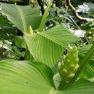 25 Seeds Macrosepala Calathea Seeds For Garden Planting Easy to Grow