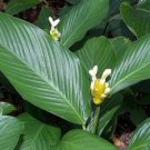 25 Seeds Marantifolia Calathea Seeds For Garden Planting Easy to Grow