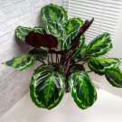 25 Seeds Medallion Calathea Seeds For Garden Planting Easy to Grow